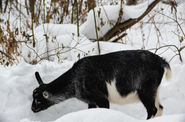 black milking goat grazes in a paddock in winter in the forest