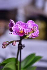 Pink blooming mini-orchid with buds on a twig, with large green leaves.