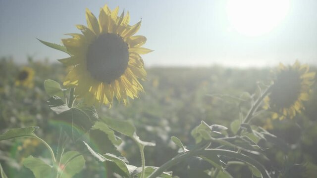 sunflower in the field flower, sunflower, field, sky, summer, nature, yellow, agriculture, sunflowers, blue, sun, plant, green, flowers, flora, floral, sunny, leaf, bright, beautiful, blossom, bloom, 