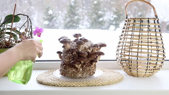 Growing mushrooms at home concept. Person spraying shiitake mushrooms, Lentinula edodes growing kit in home kitchen, fungi culture. Fun hobby growing food in home.