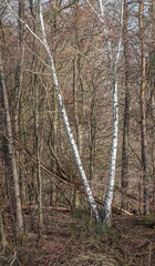 birch trees growing in a forest