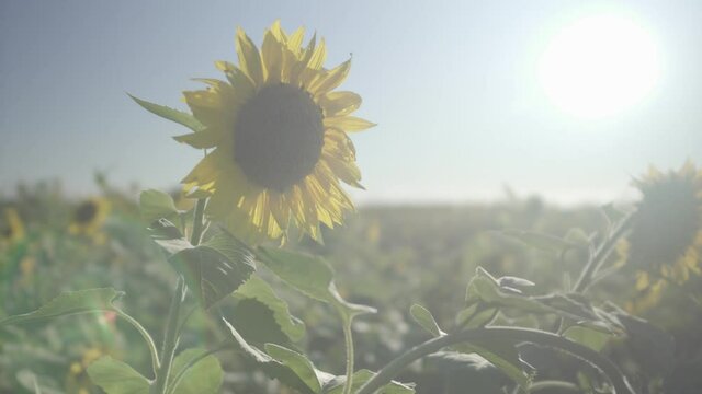 sunflower field with sky, sunflower, flower, field, sky, summer, nature, yellow, sunflowers, agriculture, blue, green, sun, plant, flowers, leaf, floral, flora, bright, beautiful, sunny, beauty, bloss