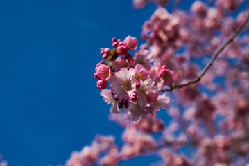 Japanischer Garten  EGA Erfurt Kirschblüte