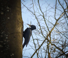 a black woodpecker perched on the side of a tree