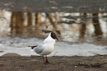 Spring seagull at the reservoir