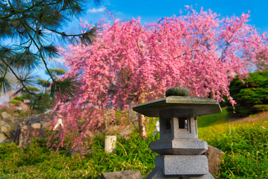 Japanischer Garten  EGA Erfurt Kirschbl&uuml;te