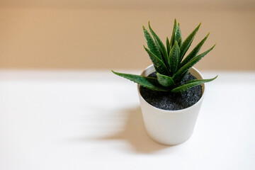 おしゃれな観葉植物