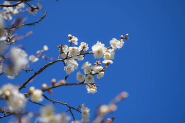 梅の花　白加賀
