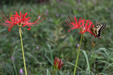 彼岸花とアゲハチョウ