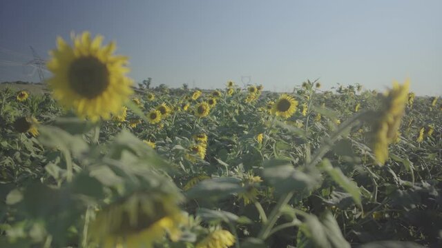 field of sunflowers