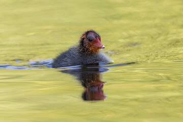 A swimming Eurasian Coot (Fulica atra) Chick. Photographed in the Netherlands.