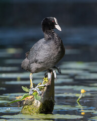 High and dry Eurasian Coot (Fulica atra). Photographed in the Netherlands.