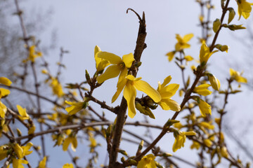 yellow flowers on blue sky