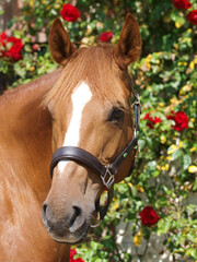 Obraz premium Horse Head Shot