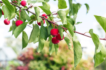 Harvest of paradise apples ranetka, many ripe red fruits hang on a branch in the garden in summer