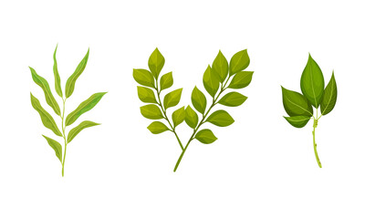 Green Leafy Branches and Foliage with Stem and Veins or Fibers Vector Set