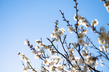 梅の花　白加賀