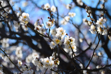 梅の花　白加賀