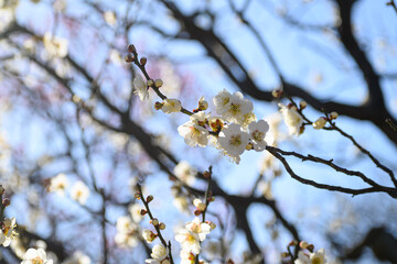 Obraz premium 梅の花 白加賀