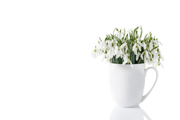 First wild white snowdrop flowers (Galanthus nivalis). Bouquet in ceramic cup closeup isolated on white