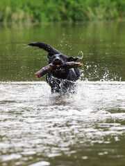 Dog Playing in Water