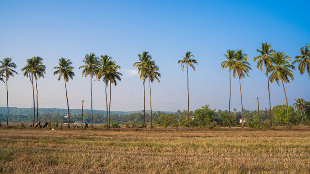 A row of palm trees over a blue sky 