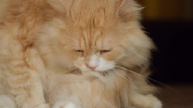 Cat's hygiene concept. Red Siberian cat cleaning licking itself lying on sofa in cozy home. Cute long haired fluffy domestic cat.