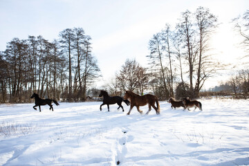 Zwei Friesen Pferde und zwei Pony's rennen auf dem verschneiten Feld 