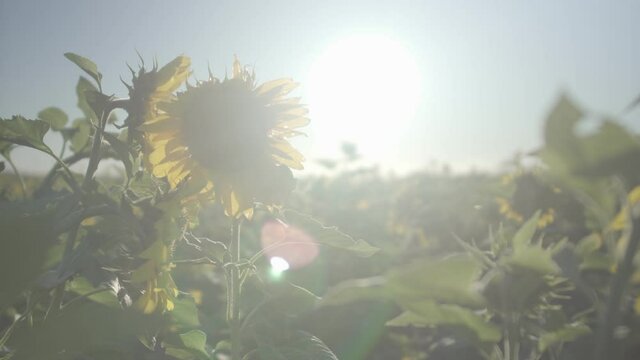 sunflower