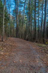 Forest in winter time