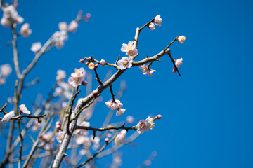 梅の花　鶯宿