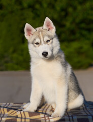 Naklejka na ściany i meble Cute multi-eyed husky puppy poses in the ring dog gray fluffy with eyes of different colors (heterchromia) Beautiful husky puppy sits in summer