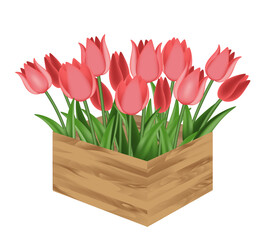 Red tulips in a flower box. Houseplants, gardening vector illustration, isolated on white.