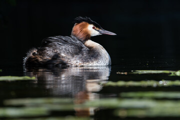 Mother Great crested grebe (Podiceps cristatus) swims around with her young hidden between her feathers.