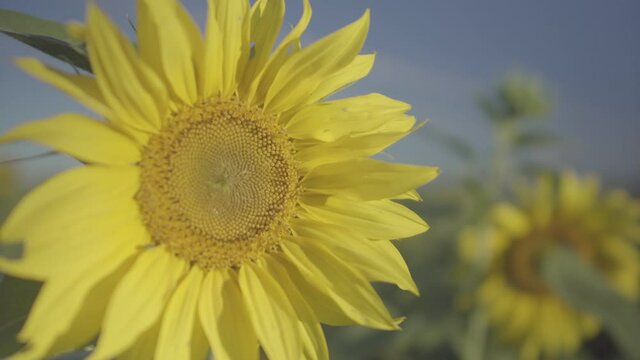 sunflower on blue background