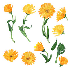 Set of calendula flower elements isolated on white background. Watercolor hand drawing illustration. Clip art of yellow flowers, green leaves, branches. Calendula officinalis. - obrazy, fototapety, plakaty