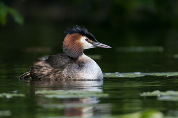Mother Great crested grebe (Podiceps cristatus) swims around with her young hidden between her feathers.