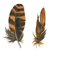 Striped feather of owl or woodcock isolated on white background. Watercolor hand drawing illustration. Brown and orange feather. Realistic painting. - obrazy, fototapety, plakaty