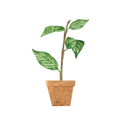 Seedling in pot isolated on white background. Watercolor hand drawing illustration. Spring tree with young leaf.