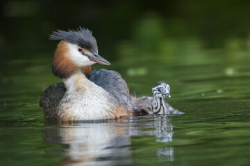 Great crested grebe (Podiceps cristatus) gives her young its first swimming lesson.