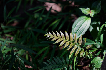 Fototapeta na wymiar In the jungle. Close up of green tropical leaves.