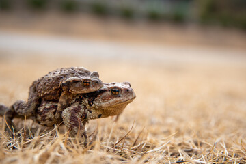 A pair of toads mating during the mating season.