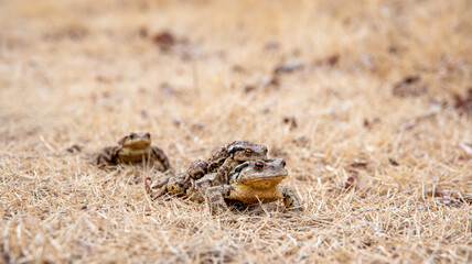 A pair of toads mating during the mating season.