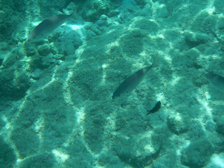Fototapeta premium fish in the sea