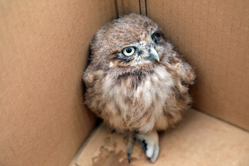 An injured owl cub is in the corner of the carton