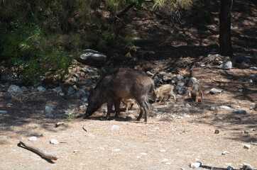 wild boar in the woods