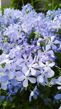 Blue phlox divaricata or wild sweet william. Flowering plant. Spring and summer colorful carpet. Beauty in nature. Vertical view. Flowering plant in the family Polemoniaceae. Wildflower background.