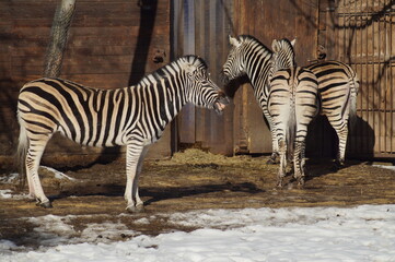 Fototapeta na wymiar zebras at the zoo in winter scenery