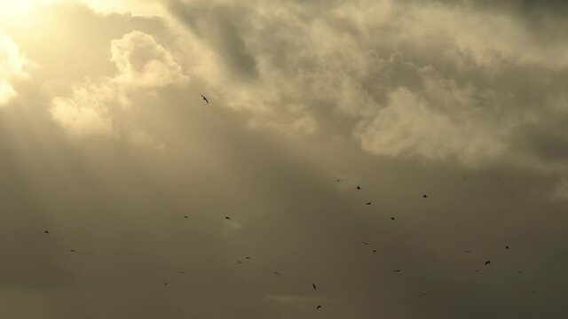 Bird flock flying in front of golden sun beams through clouds