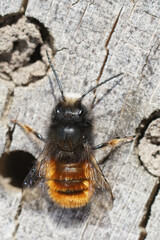 Closeup of emerging male horned mason bees , Osmia cornuta in th